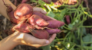 Comment planter la patate douce, sans se planter