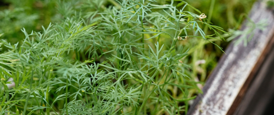 L'aneth, une herbe fine à semer plusieurs fois de suite - Minizap Annecy