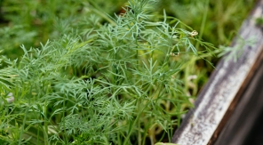 L'aneth, une herbe fine à semer plusieurs fois de suite