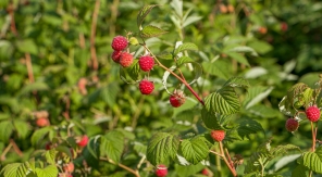 Planter des framboisiers dans le potager