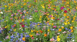 Des fleurs à la place de l'herbe