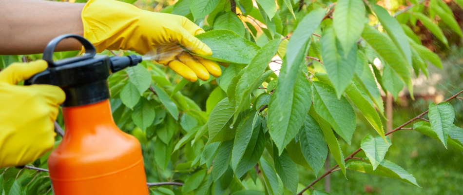 Préparer une macération de rhubarbe - Minizap Annecy