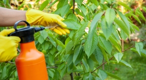 Préparer une macération de rhubarbe