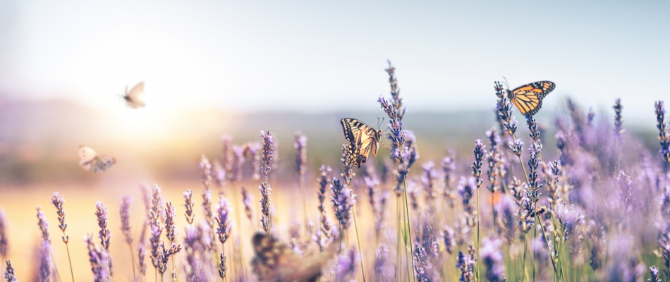 Plantes mellifères et plantes nectarifères, quelles différences ? - Minizap Pays Voironnais