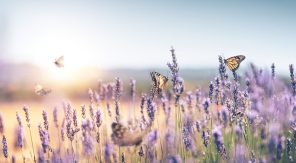 Plantes mellifères et plantes nectarifères, quelles différences ?