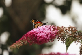 Surnommé arbre à papillons, le buddleia est une plante nectarifère.