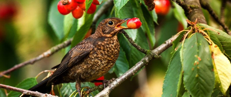 Comment les oiseaux détectent-ils le moment où les fruits sont mûrs ? - Minizap Pays Voironnais