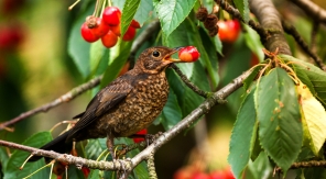 Comment les oiseaux détectent-ils le moment où les fruits sont mûrs ?