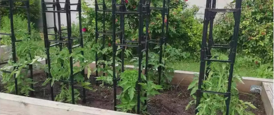 Une cage pour les tomates - Minizap Chambery