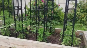 Une cage pour les tomates