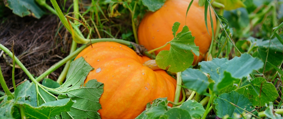 Planter la courge - Minizap Grenoble