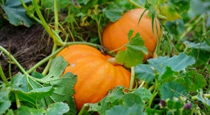 Planter la courge