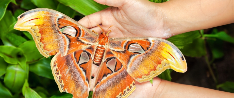 Un papillon gigantesque - Minizap Annecy