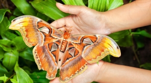 Un papillon gigantesque