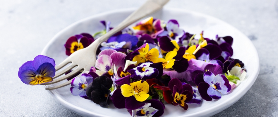 La violette, de la couleur dans l'assiette - Minizap Nord-Isère