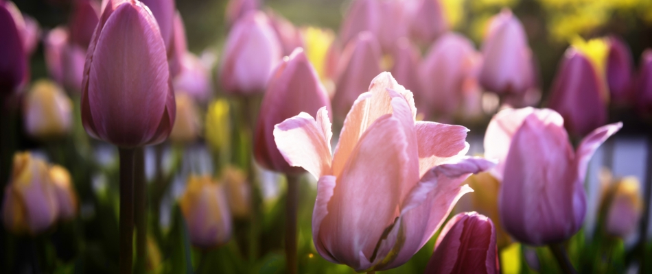 Pourquoi faut-il s'astreindre à déterrer les bulbes de tulipes avant l'été ? - Minizap Nord-Isère