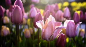 Pourquoi faut-il s'astreindre à déterrer les bulbes de tulipes avant l'été ?