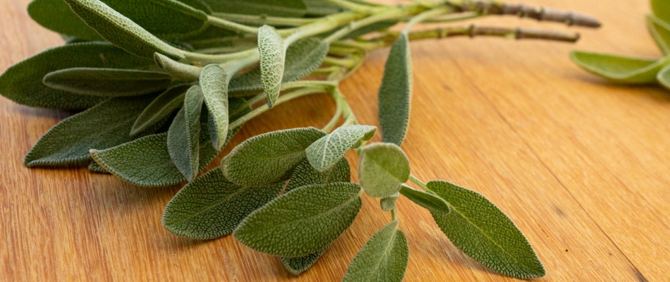 Bouturer la sauge officinale - Minizap Nord-Isère