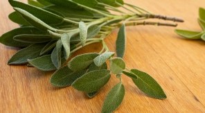 Bouturer la sauge officinale