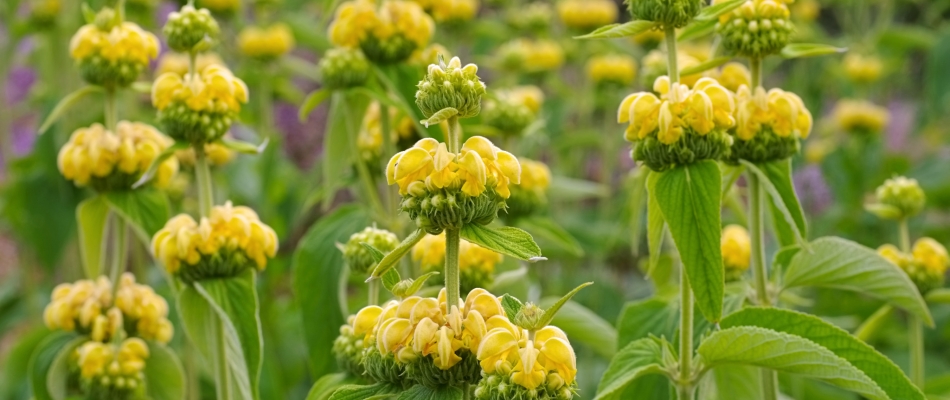 Avec le phlomis, il y a trois couleurs et sept possibilités - Minizap Chambery