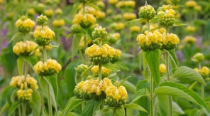 Avec le phlomis, il y a trois couleurs et sept possibilités