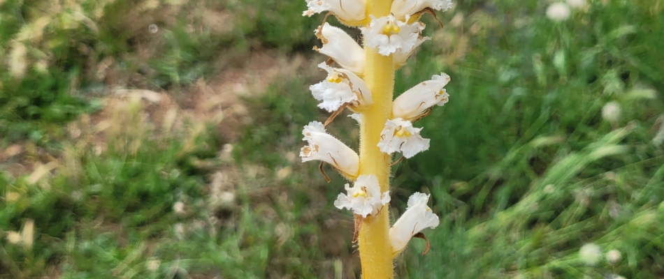 Quelle est cette plante que j'ai trouvée dans mon jardin ? - Minizap Grenoble