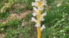 Quelle est cette plante que j'ai trouvée dans mon jardin ?