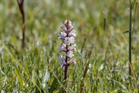 L'orobanche est une plante parasite qu'on ne retrouve qu'à l'état sauvage.
