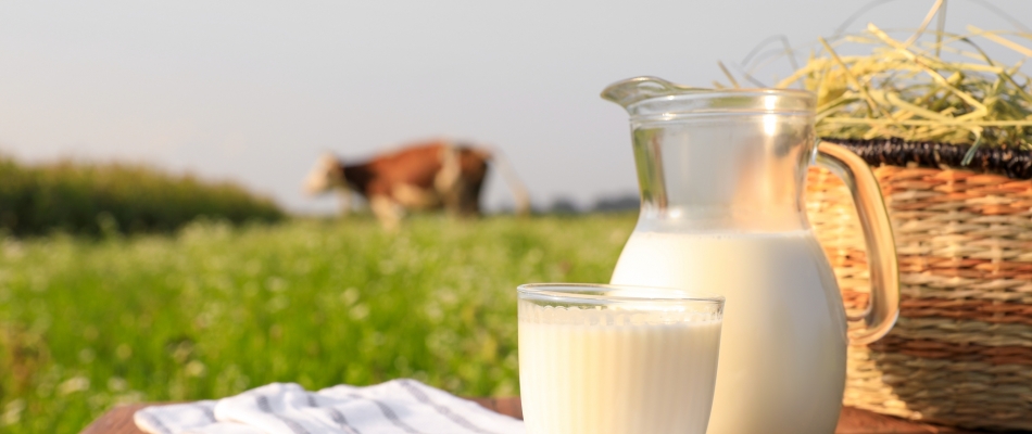 Le lait de foin, la spécialité made in Autriche - Minizap Annecy