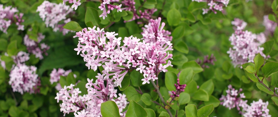 Avec les lilas remontants, vous reprendrez bien une petite floraison d'automne ? - Minizap Grenoble