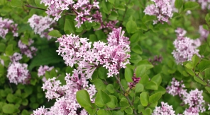 Avec les lilas remontants, vous reprendrez bien une petite floraison d'automne ?