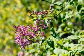 Certaines espèces de lilas, telles que le <em>Syringa pubescens subsp. microphylla </em>ont la capacité de refleurir en fin d'été.