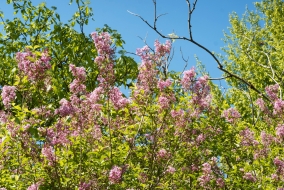 Certaines espèces de lilas, telles que le <em>Syringa pubescens subsp. microphylla </em>ont la capacité de refleurir en fin d'été.