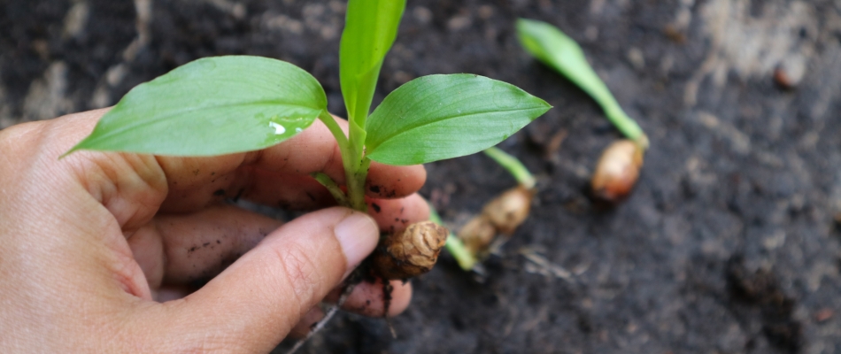 Planter du gingembre en extérieur - Minizap Grenoble