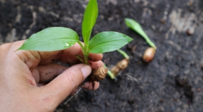 Planter du gingembre en extérieur