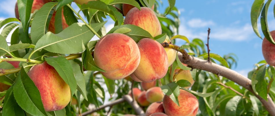 L'éclaircissage au verger, moins il y a de fruits, plus il y a de fruits ! - Minizap Annecy