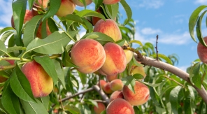 L'éclaircissage au verger, moins il y a de fruits, plus il y a de fruits !