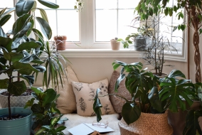 Profitez de la luminosité accrue pour faire pousser des plantes d'intérieur qui aiment l'exposition directe au soleil.