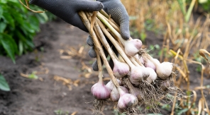 Bien récolter l'ail blanc pour bien le conserver