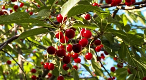 Planter un cerisier sans connaître sa période de fructification