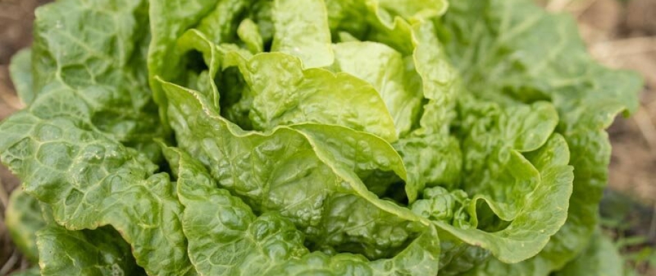 Un chameau parmi les salades - Minizap Pays Voironnais