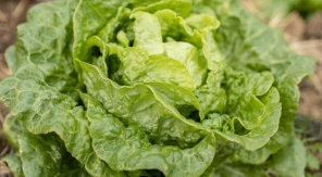 Un chameau parmi les salades