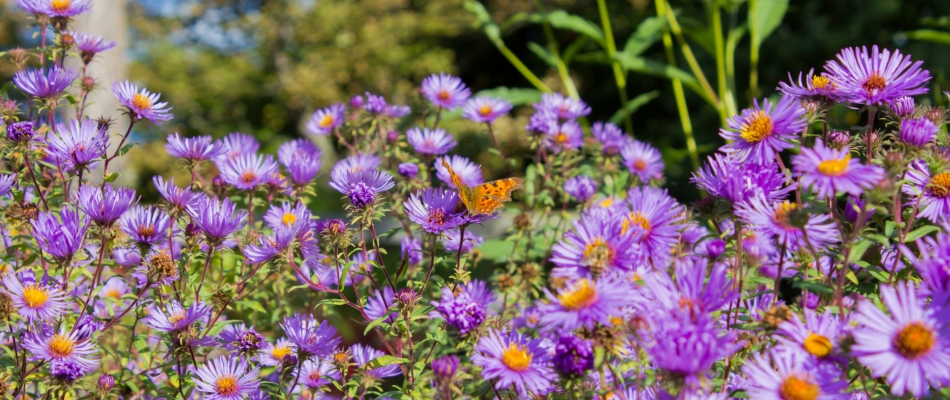 Pourquoi et comment pincer les grands asters au début de l'été ? - Minizap Pays Voironnais