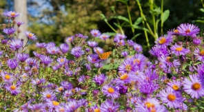 Pourquoi et comment pincer les grands asters au début de l'été ?