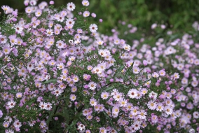 Parmi les variétés d'asters, <em>A. laevis</em> en est une qui dépasse facilement le mètre de hauteur et nécessite une taille stratégique.