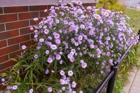 Parmi les variétés d'asters, <em>A. novi-angliae</em> en est une qui dépasse facilement le mètre de hauteur et nécessite une taille stratégique.