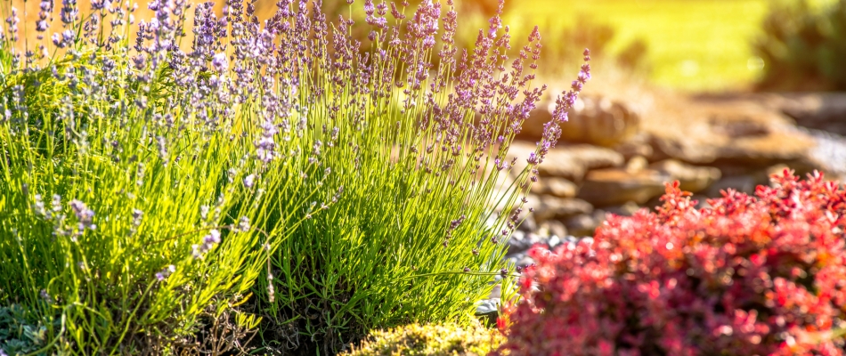 Le surarrosage des plantes de sécheresse : inutile et surtout, dangereux - Minizap Grenoble