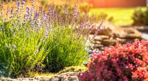 Le surarrosage des plantes de sécheresse : inutile et surtout, dangereux