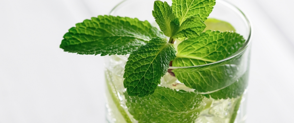 Un sirop de menthe 100% fraîcheur - Minizap Nord-Isère
