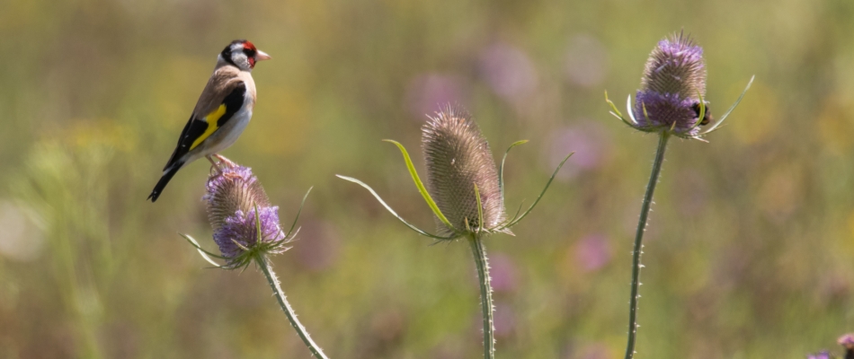 Il suffit de quelques graines pour ouvrir un cabaret aux oiseaux - Minizap Pays Voironnais